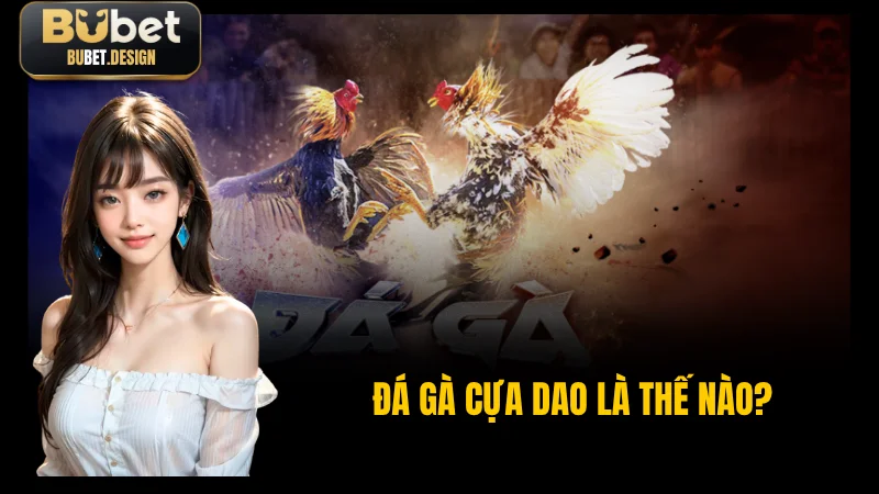 Cận cảnh cựa dao kim loại được gắn trên chân gà