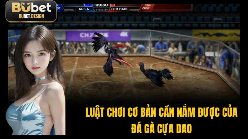 Không gian trường gà chuyên nghiệp với khán giả hào hứng